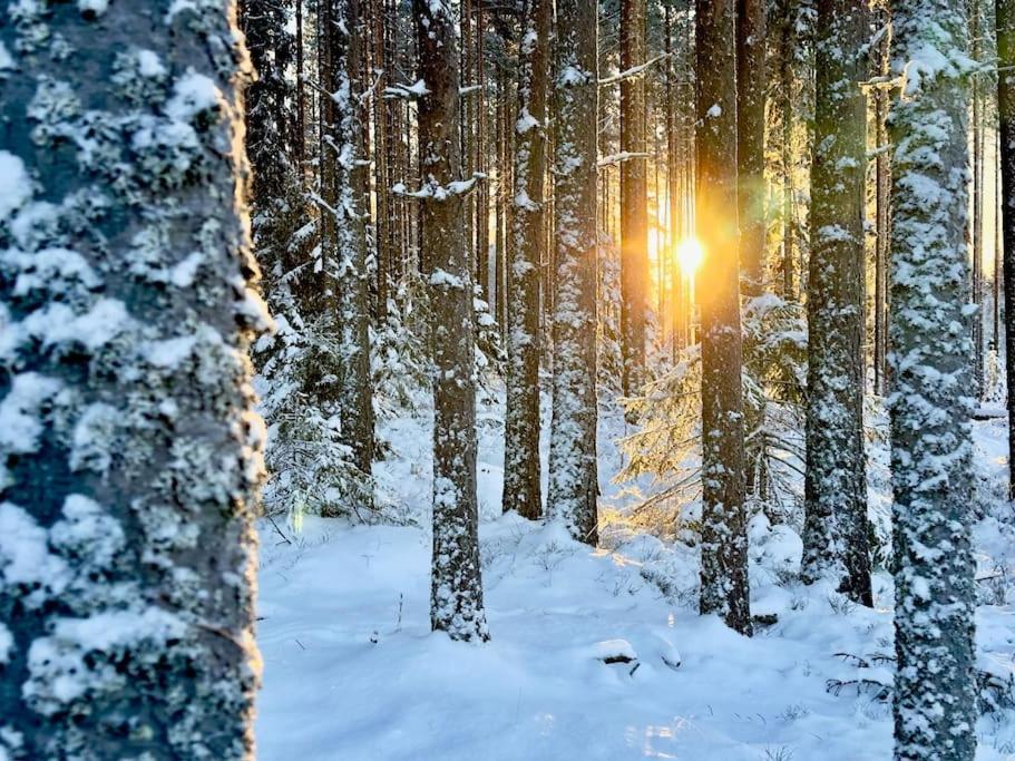 Langroesta; Ruime Blokhut Grenzend Aan Bos Vila Hagfors Exterior foto